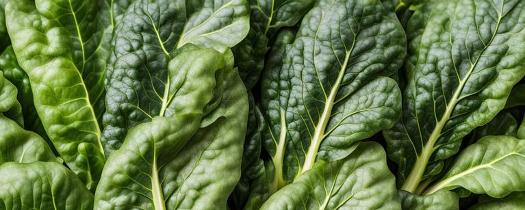 Blettes fraîches du mois de mai, avec leurs feuilles vertes vibrantes et leurs tiges colorées, offrant une texture tendre et une saveur délicate, idéales pour une variété de plats savoureux et nutritifs.
