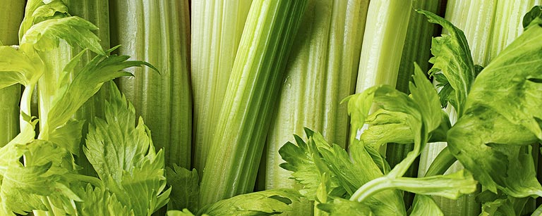 Fenouil frais du mois de mai, avec ses feuilles vertes et ses bulbes croquants, offrant une saveur légèrement anisée et une texture croquante, parfait pour ajouter une touche de fraîcheur à vos salades et plats printaniers.