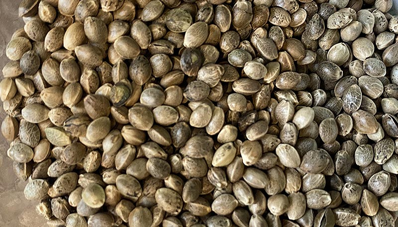 Gros plan sur des graines de chanvre, illustrant une source nutritive riche en protéines végétales essentielles pour une alimentation équilibrée.