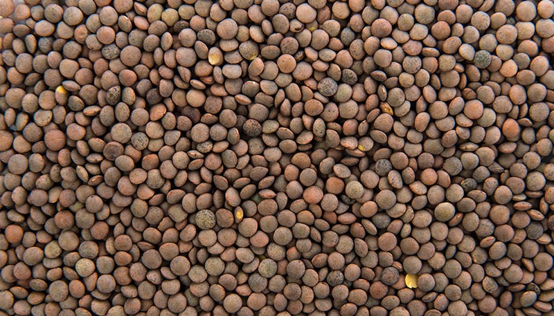 Gros plan sur des lentilles, illustrant des aliments riches en protéines végétales essentiels pour une alimentation équilibrée.