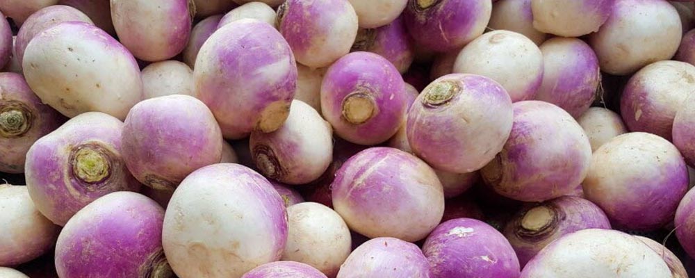 Gros plan sur des navets, avec leurs bulbes ronds aux teintes blanches et violettes.