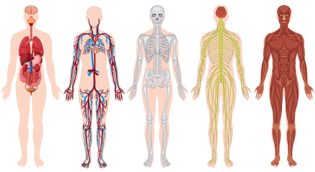 Illustration anatomique détaillée du corps humain montrant différents systèmes vitaux : système digestif, circulatoire, squelettique, nerveux et musculaire. Cette image met en évidence l'importance des Oméga 3 pour le bon fonctionnement du cerveau, du cœur, des articulations et des muscles.